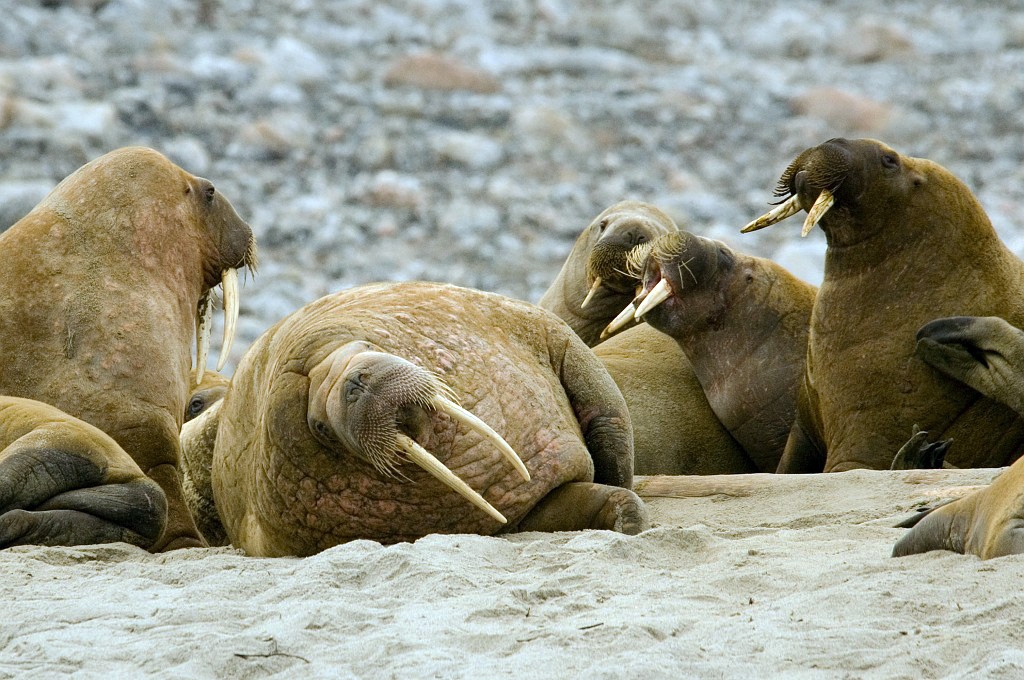2507  Hvalros12.jpg - Walrus (Odobenus rosmarus) Hvalros, Spitsbergen Norway July 2008